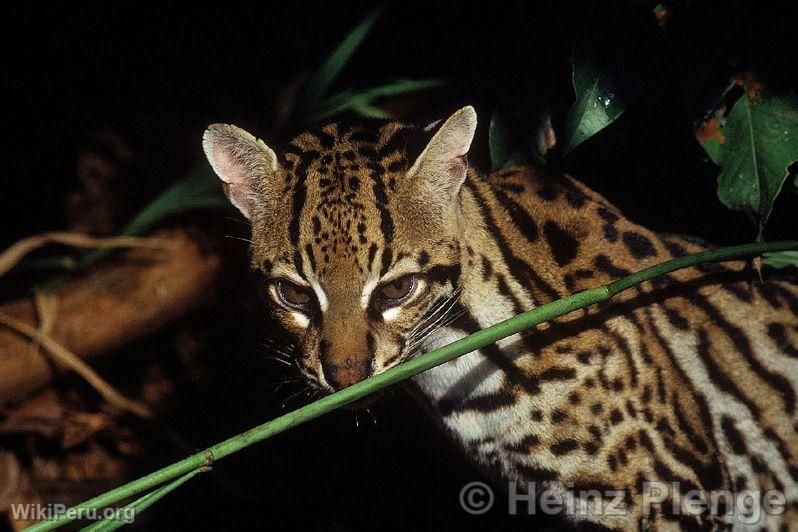 Ocelot