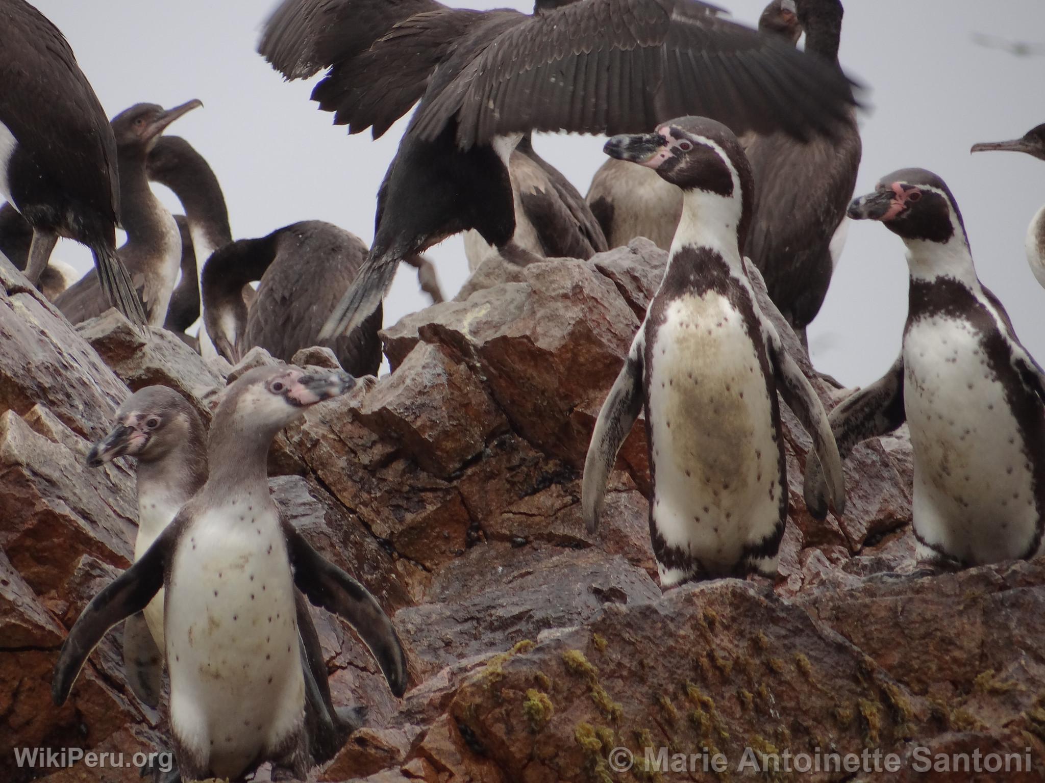 Ballestas Islands, Paracas