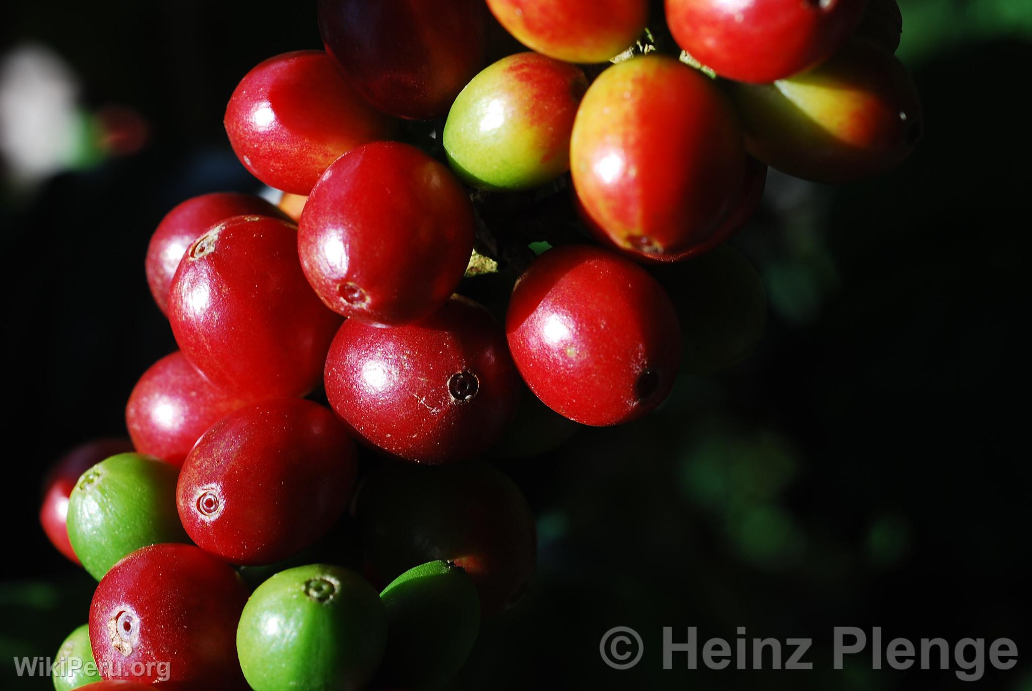 Cherry Coffee Bean