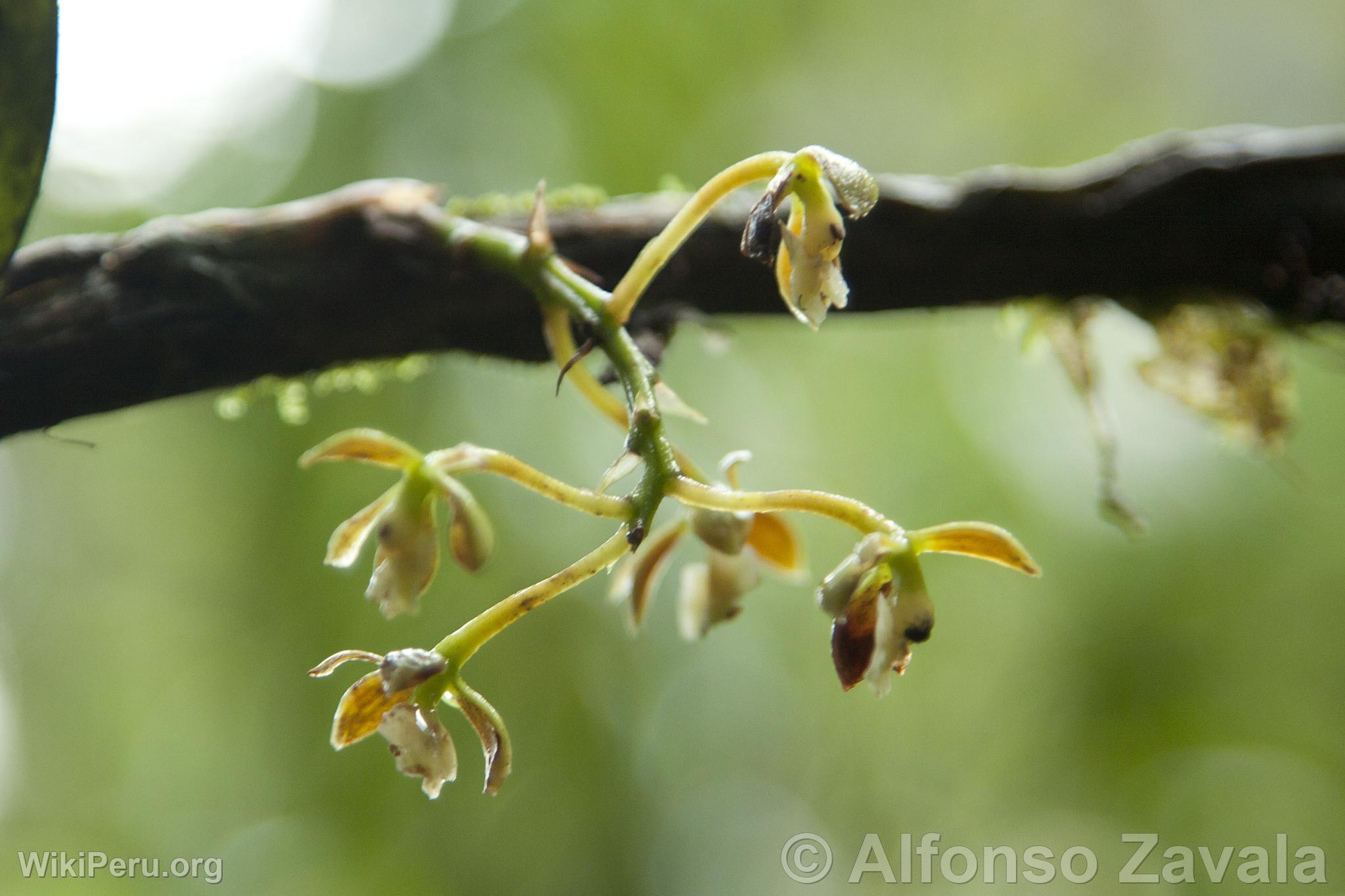 Orchid in Machu Picchu