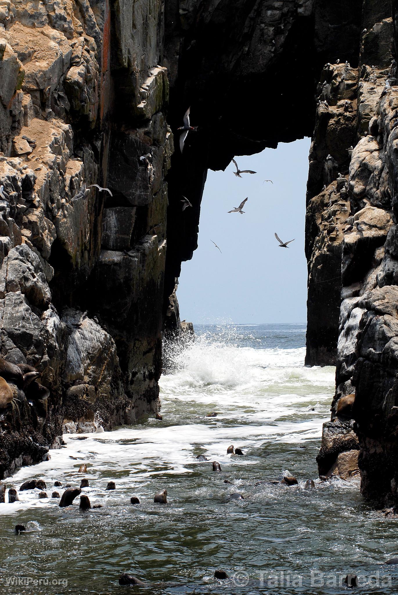 Palomino Islands, Callao