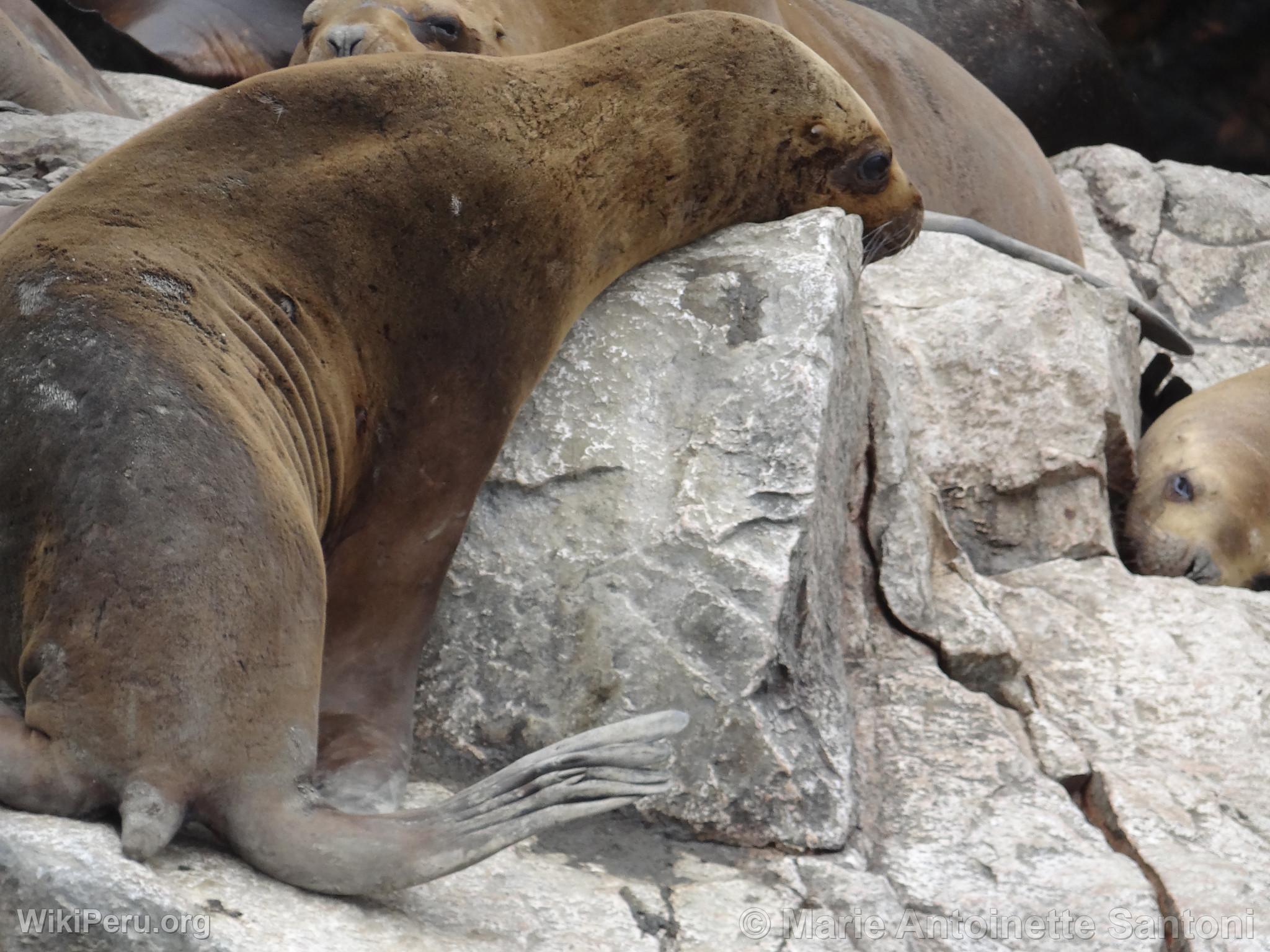 Ballestas Islands, Paracas