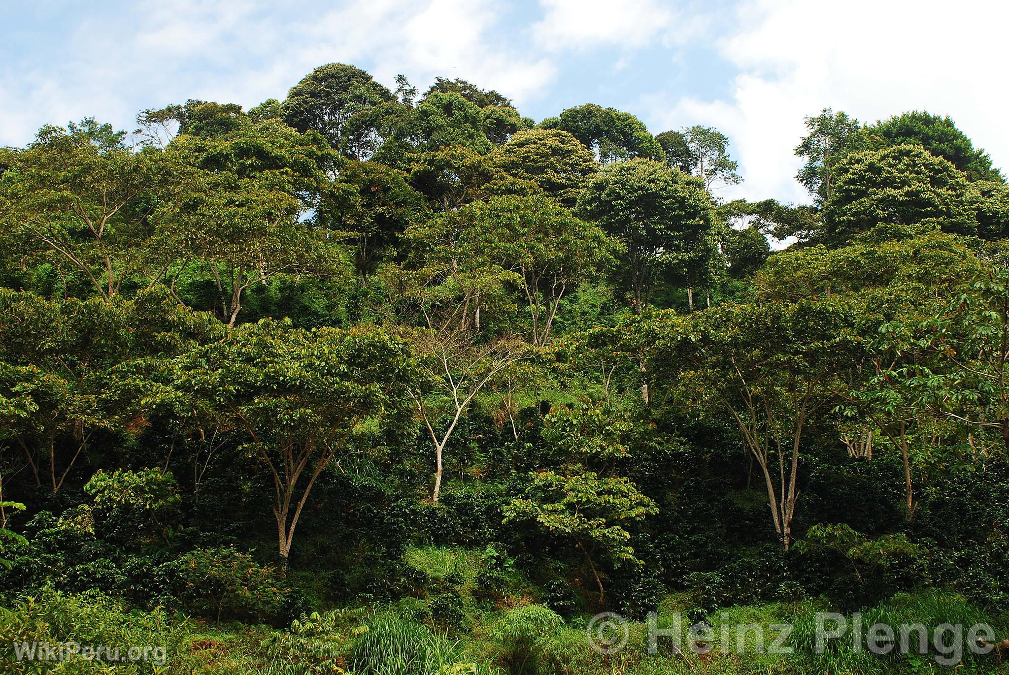 Shade-Grown Coffee Cultivation