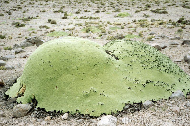 Yareta at the Foot of Tixani