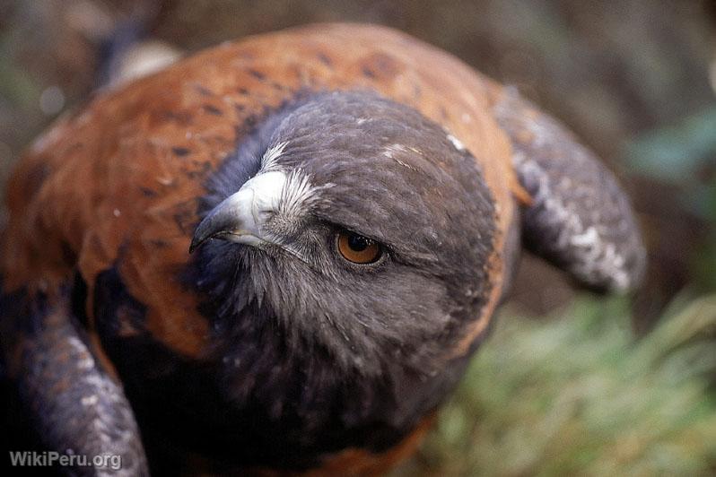 Cinnamon-colored hawk (parabuteo unicinctus)