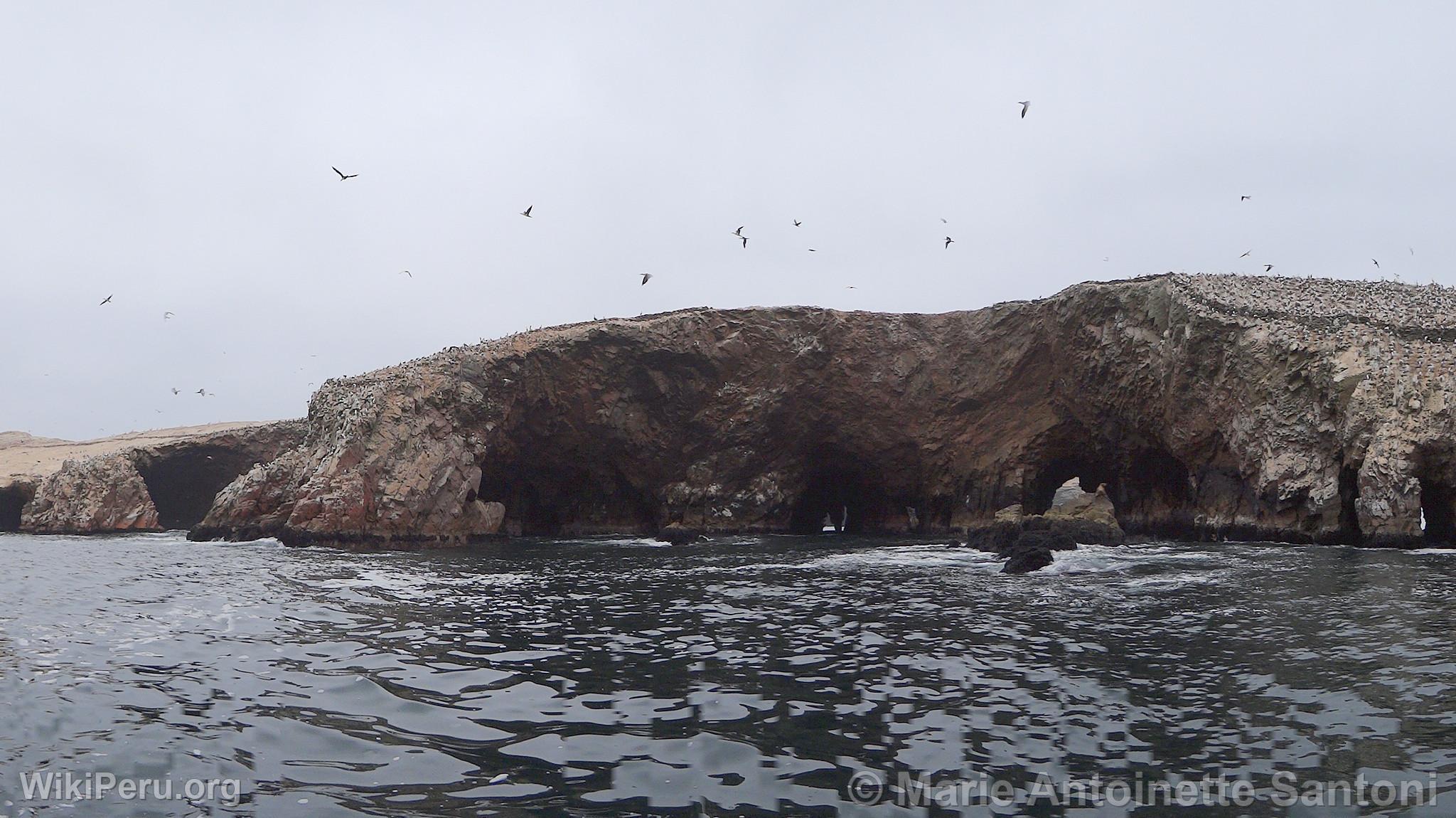 Ballestas Islands, Paracas