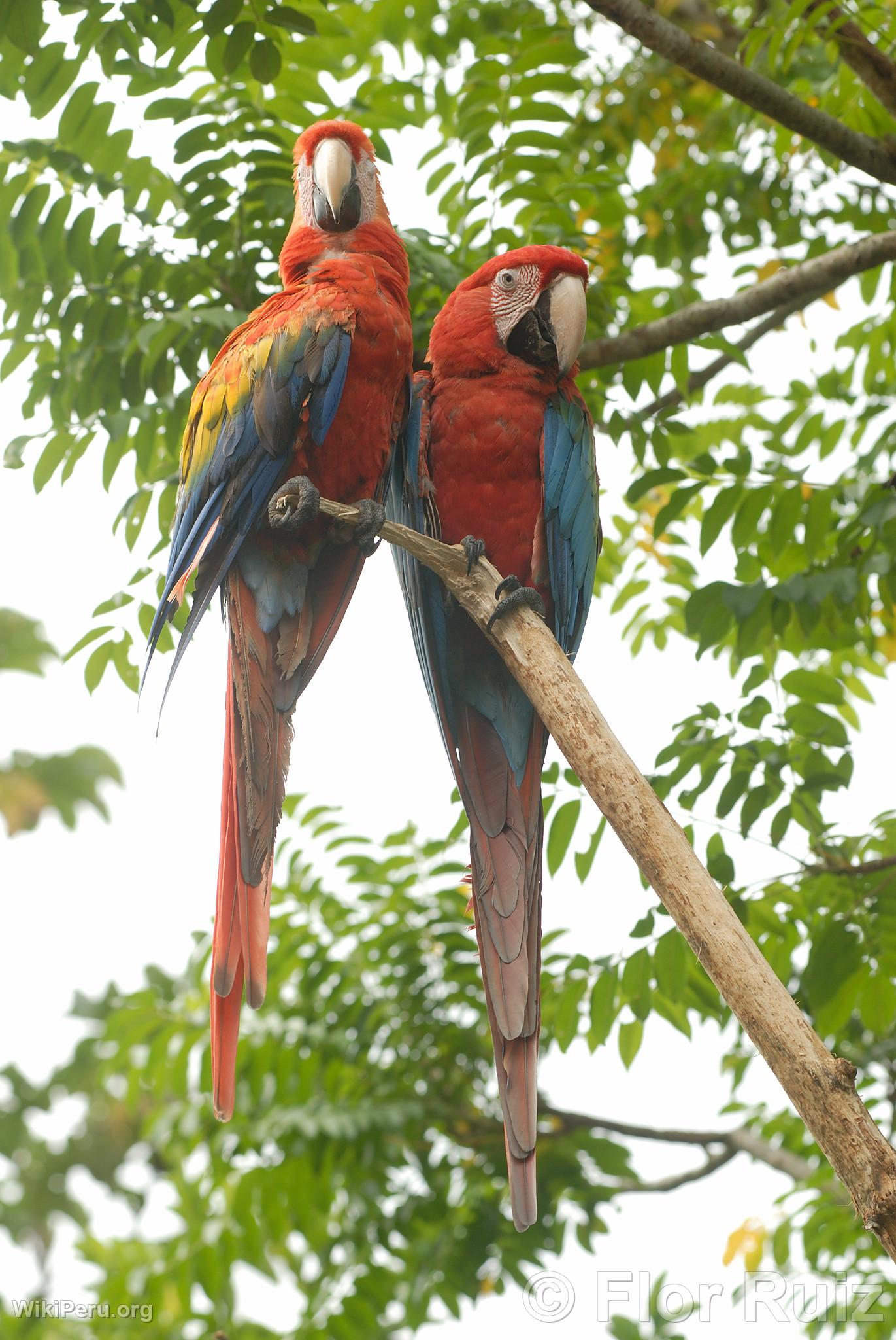 Macaws