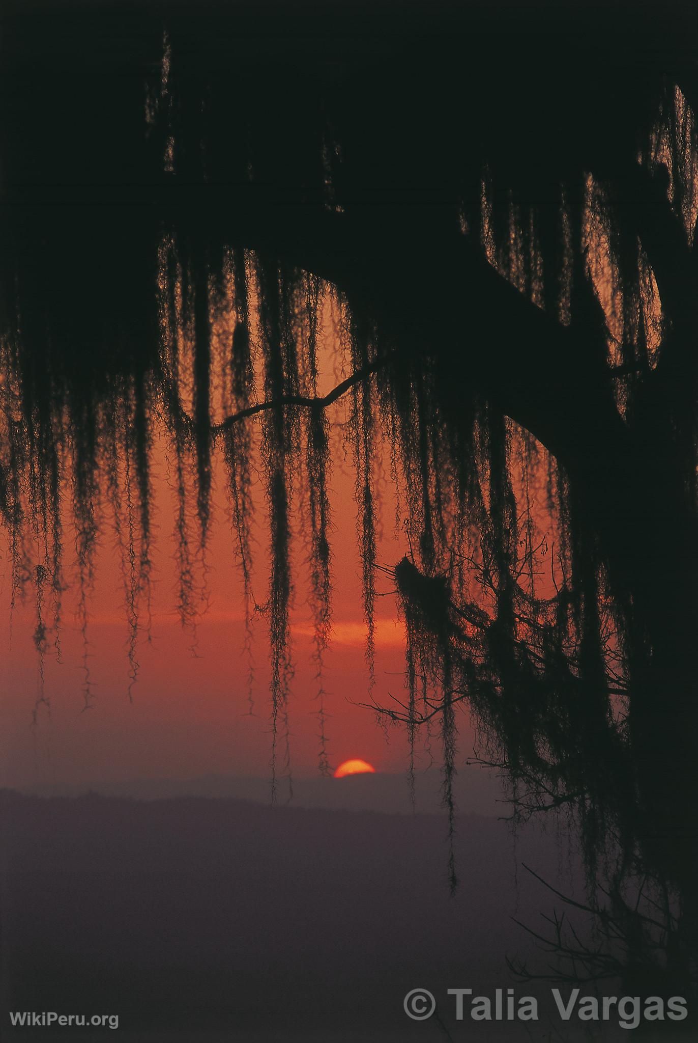 Ceiba Tree