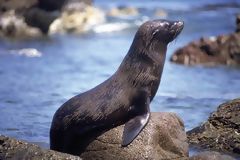 Sea Lion, Paracas