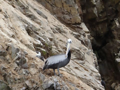 Ballestas Islands, Paracas