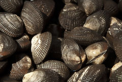 Black Clams