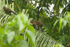 Brown capuchin monkey