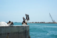 Pelicans at Callao