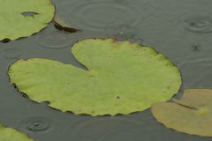 Aquatic Plant at Lake Blanco