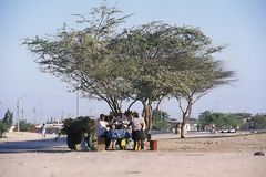 Carob tree, characteristic tree of the Piura region