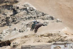 Pelican at the Palomino Islands, Callao