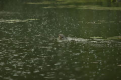 Otter