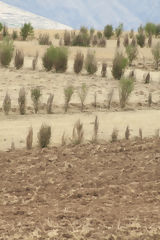 Cusco Landscape