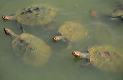 River Turtles