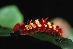 Urticating caterpillar