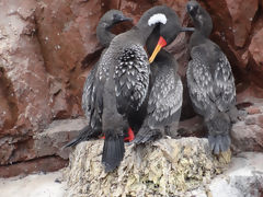 Ballestas Islands, Paracas