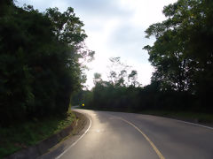 Road in the Jungle