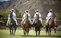 Peruvian Paso horse