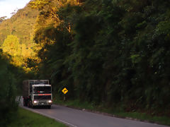 Road in the Jungle