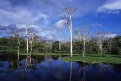 Lagartococha Lagoon