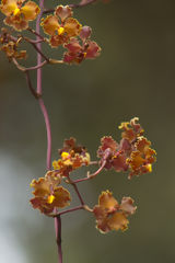 Wild Flowers