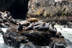 Palomino Islands, Callao