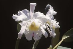 Hybrid Cattleya