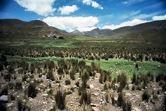 Pramo Landscape in Huancavelica