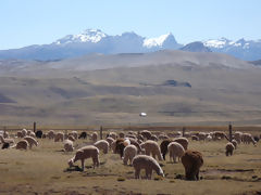 Alpaca Breeding