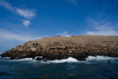 Sea Lions on Palomino Islands, Callao