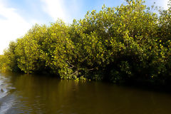 National Sanctuary of the Tumbes Mangroves