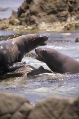 Sea Lions, Marcona