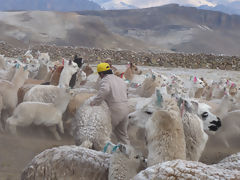 Alpaca Breeding