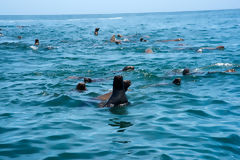 Sea Lions on Palomino Islands, Callao