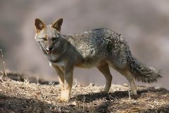 Andean fox