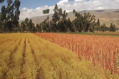 Crops in Huancayo