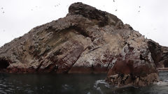 Ballestas Islands, Paracas