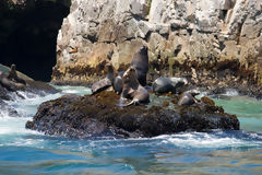 Sea Lions on Palomino Islands, Callao