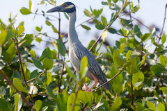 Yellow-Crowned Huaco in Tumbes Mangroves