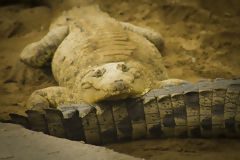 Tumbes Crocodiles