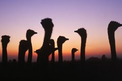 Ostrich Farm in La Joya