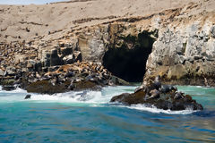 Sea Lions on Palomino Islands, Callao