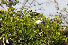 Birds in the Mangroves of Tumbes