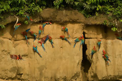 Macaw Clay Lick