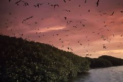 Mangroves at sunset, reddish sky, and birds flying